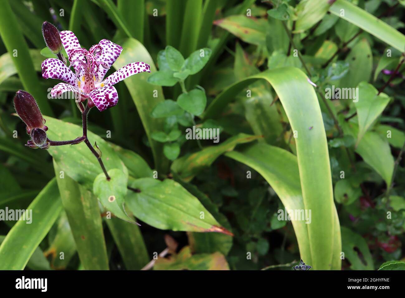 Tricyrtis formosana Dark Beauty Giglio Dark Beauty – fiori bianchi simili alle orchidee con macchie viola irregolari e ampio lance verde scuro lasciare Foto Stock