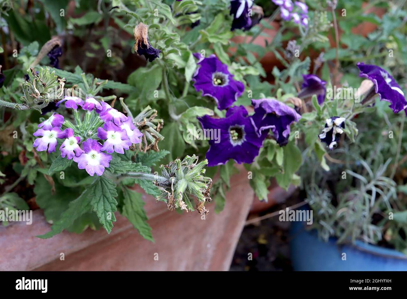 Verbena «Lanai Blue Eyes» vervain occhi blu – fiocchi di piccoli fiori viola con centro bianco, agosto, Inghilterra, Regno Unito Foto Stock