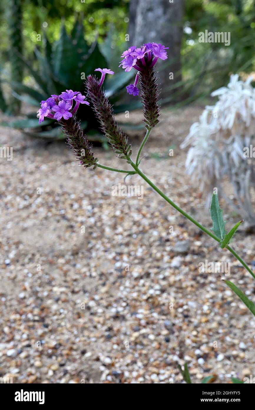 Verbena rigida ‘santos Purple’ sottile vervain Santos Purple – grappoli di piccoli fiori viola in cima a bracts viola scuro su steli ramificati, agosto, Regno Unito Foto Stock