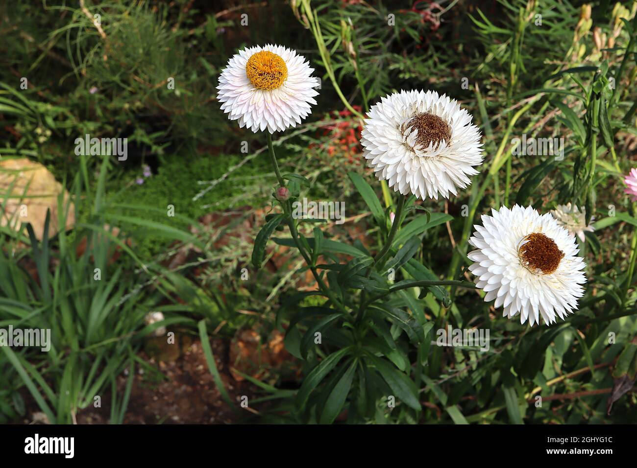 Xerochrysum / Helichrysum bracteatum Strawflower – fiori bianchi con centro giallo, agosto, Inghilterra, Regno Unito Foto Stock