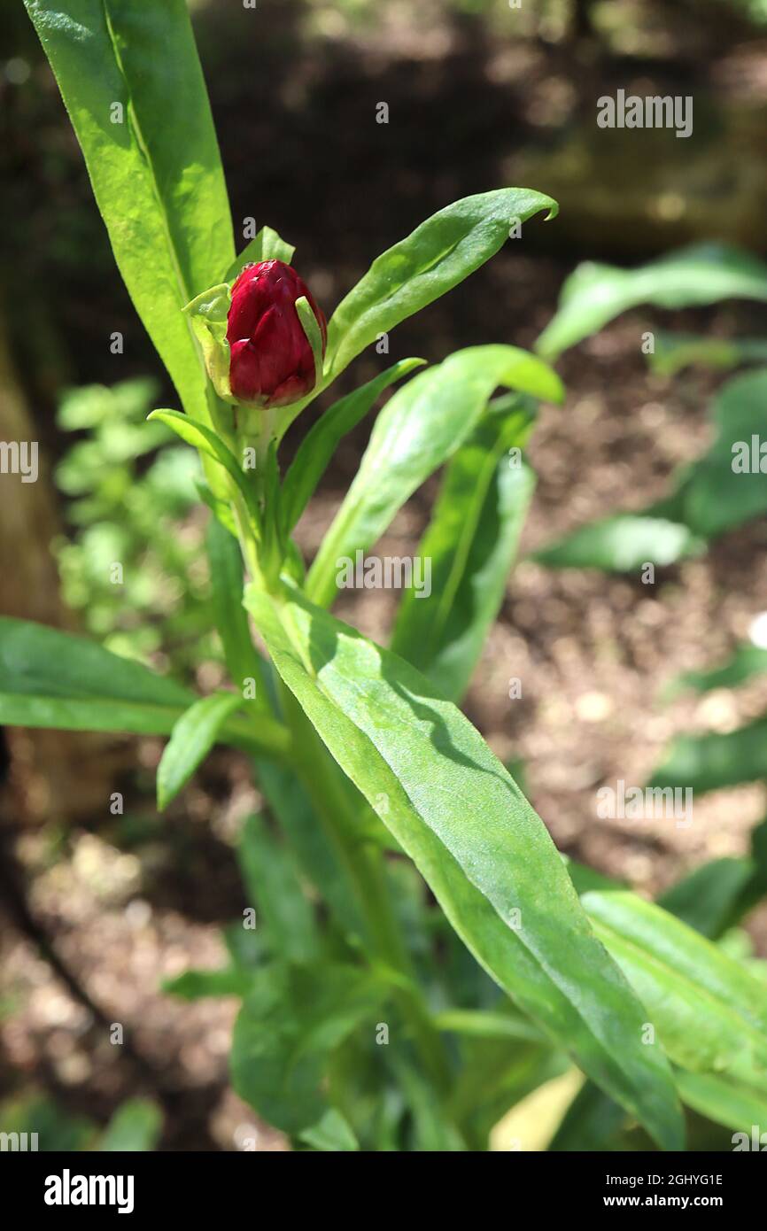 Xerochrysum / Helichrysum bracteatum Strawflower – germoglio di fiori rosso rubino e foglie verde chiaro, agosto, Inghilterra, Regno Unito Foto Stock