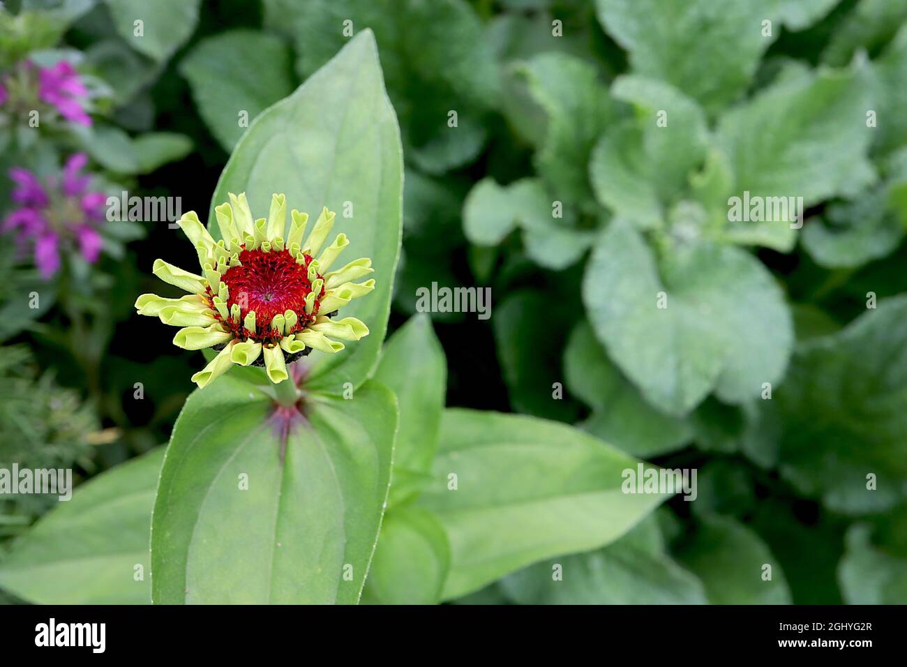 Zinnia elegans ‘Queen Lime’ emergente fiore verde lime con centro rosso, agosto, Inghilterra, Regno Unito Foto Stock