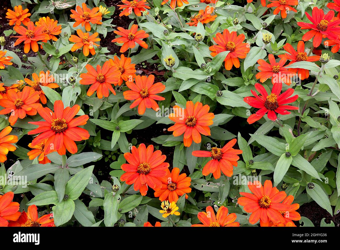 Zinnia marylandica ‘Zahara Fire’ fiori rossi arancioni su steli corti, agosto, Inghilterra, Regno Unito Foto Stock