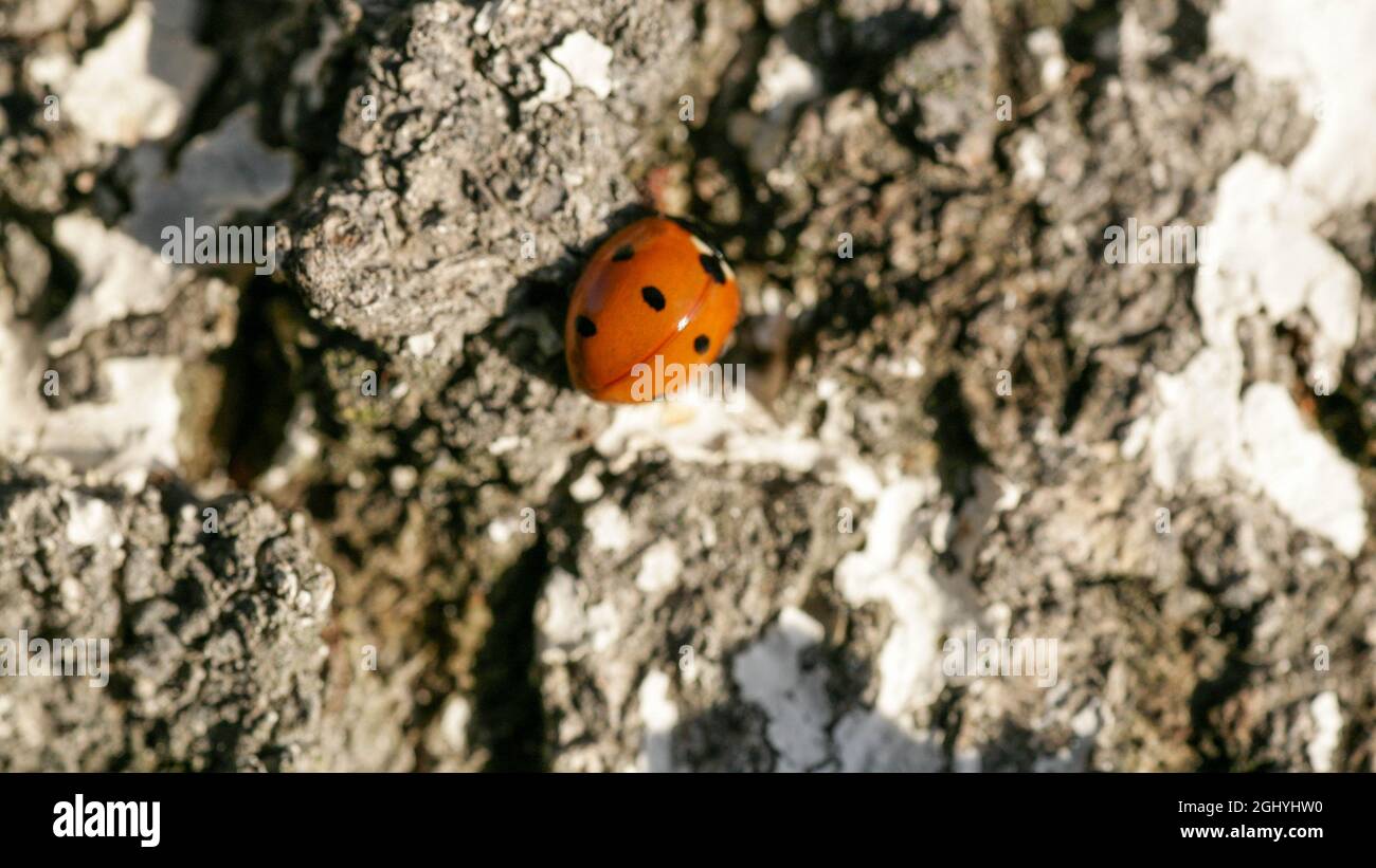 Ladybug seduto su una foglia di fiore caldo giorno di primavera su una foglia di insetto scarabeo. Macro di sette spot coccinella septempunctata . Foto Stock