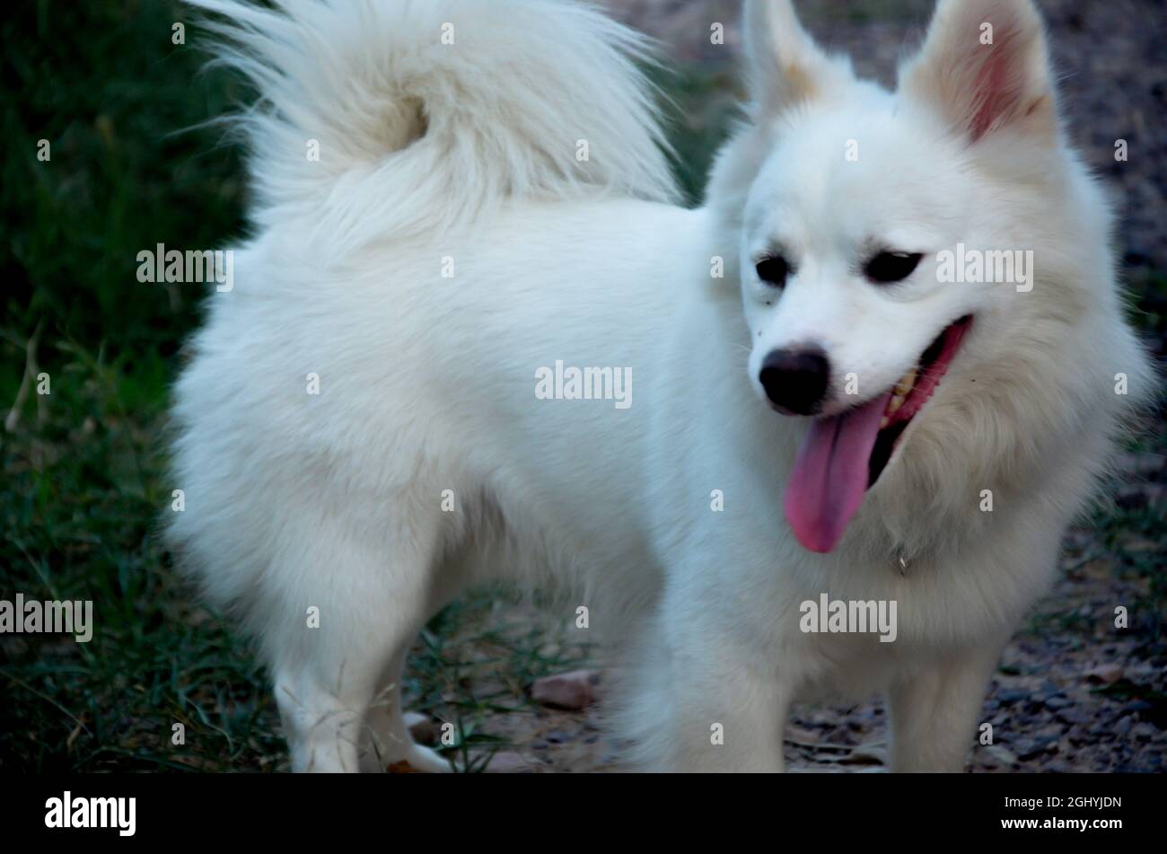 Fuoco selettivo sul CANE INDIANO SPITZ che cammina nel giardino di sera con sfondo sfocato. Foto Stock