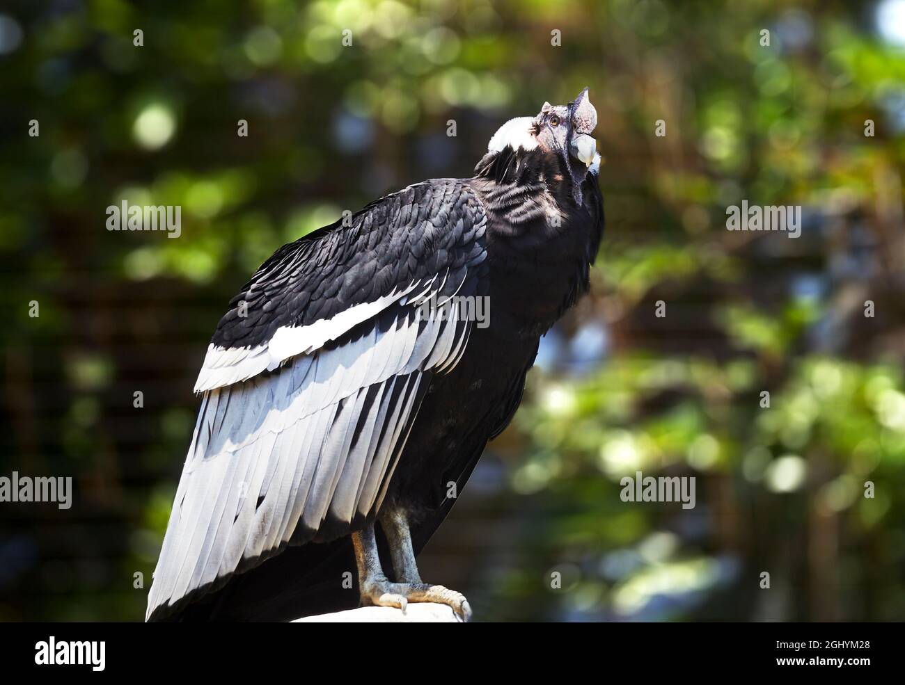 Condor andino maschio in cattività Foto Stock