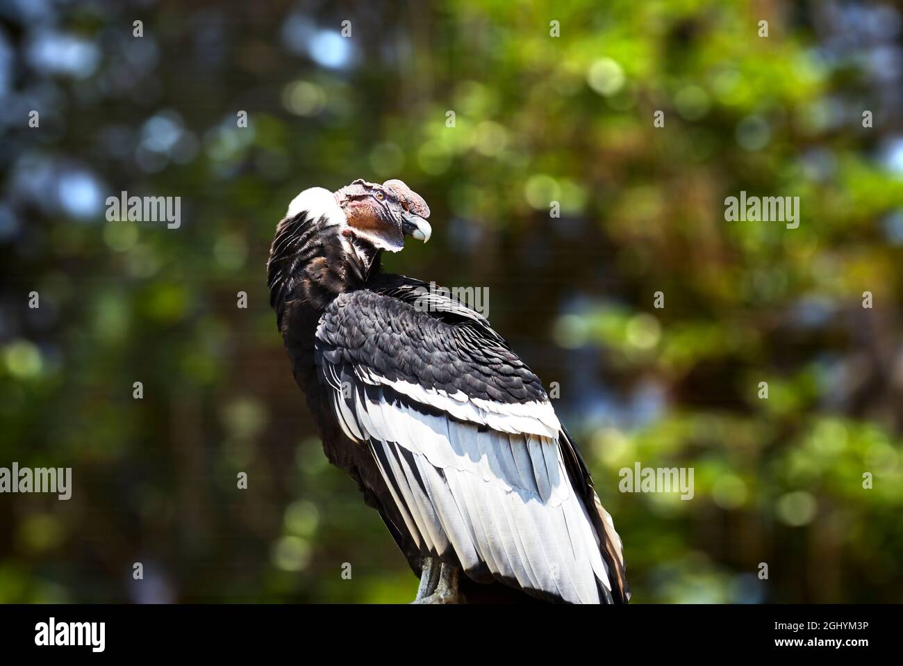 Condor andino maschile in cattività allo Zoo di San Diego Foto Stock