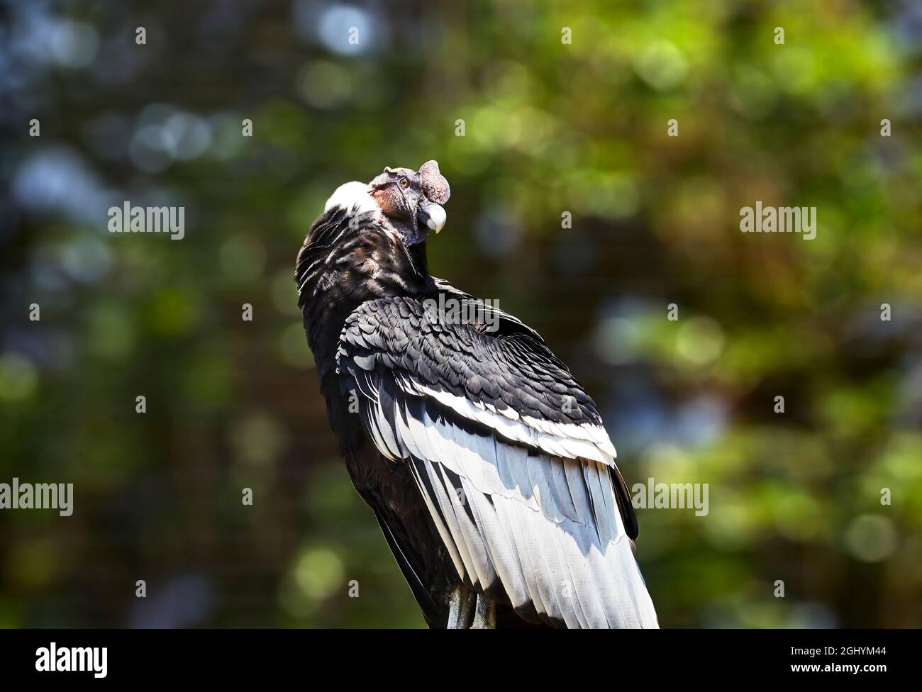 Condor andino maschio in cattività Foto Stock