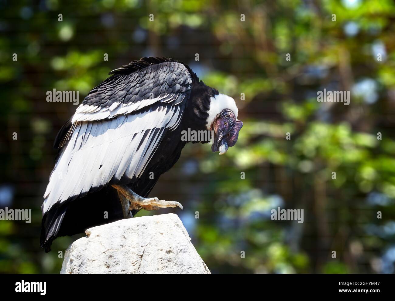 Condor andino maschile in cattività allo Zoo di San Diego Foto Stock