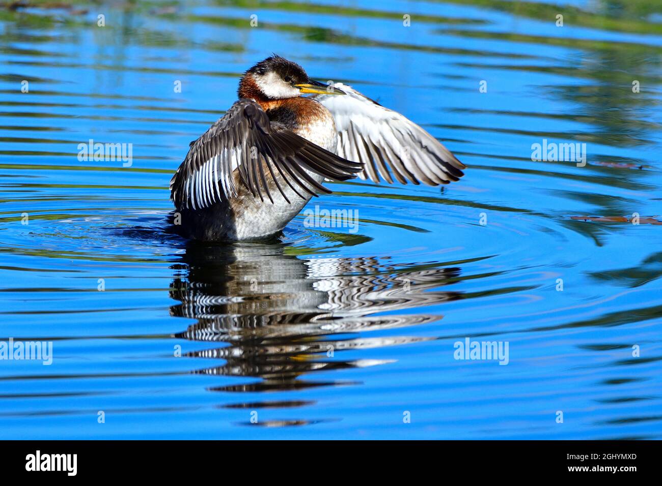 Un'avidità a collo rosso 'Podiceps grisegena', nuotando e sfiorando le sue ali nelle acque calme di un laghetto di castori nella campagna Alberta Canada Foto Stock