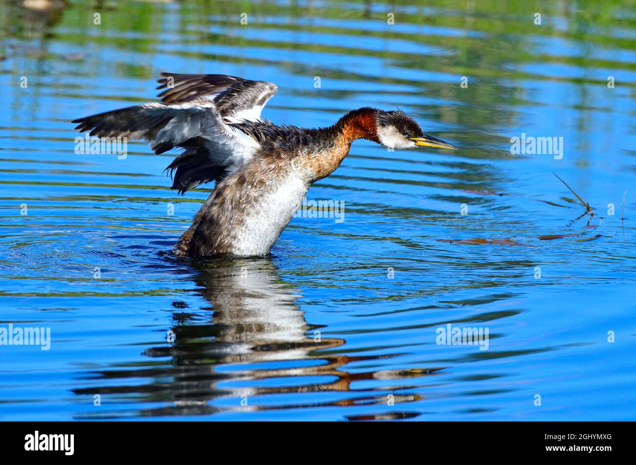Un'avidità a collo rosso 'Podiceps grisegena', nuotando e sfiorando le sue ali nelle acque calme di un laghetto di castori nella campagna Alberta Canada Foto Stock
