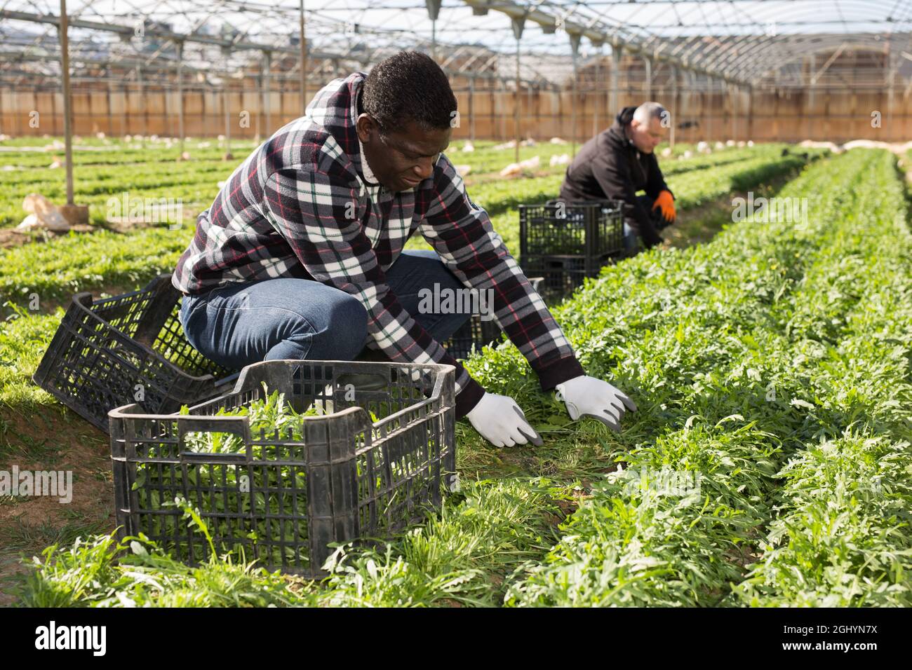 Contadino afroamericano che raccoglie rucola Foto Stock