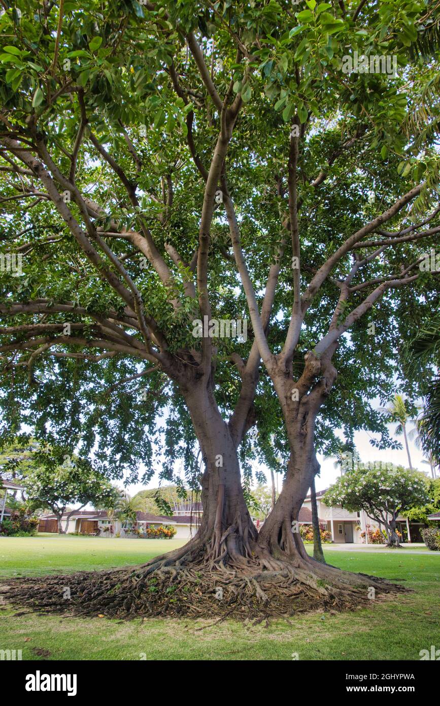 Molto vecchio grande banyan albero che cresce a maui. Foto Stock