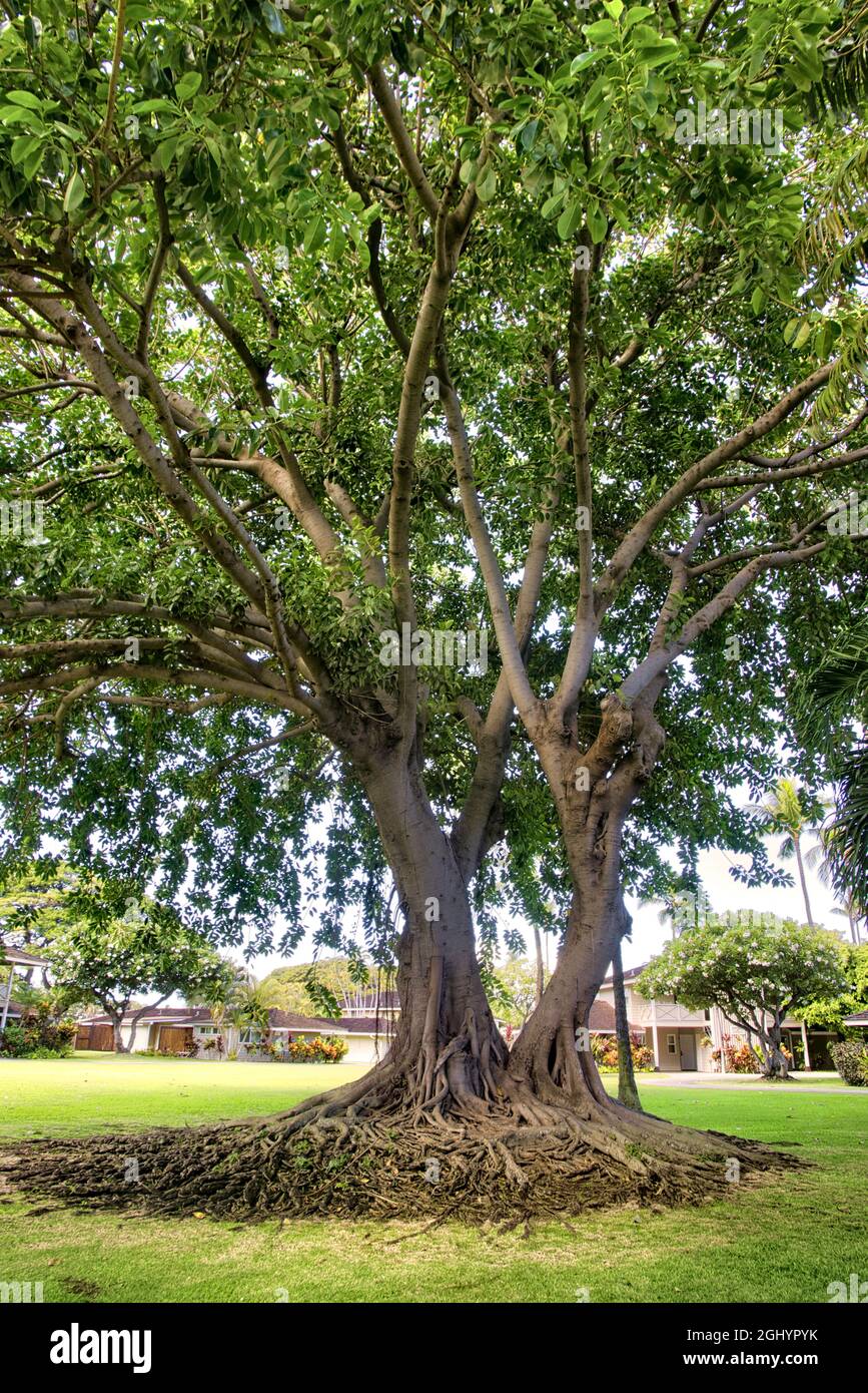 Cluster di radici e rami di un vecchio albero banyan su Maui. Foto Stock