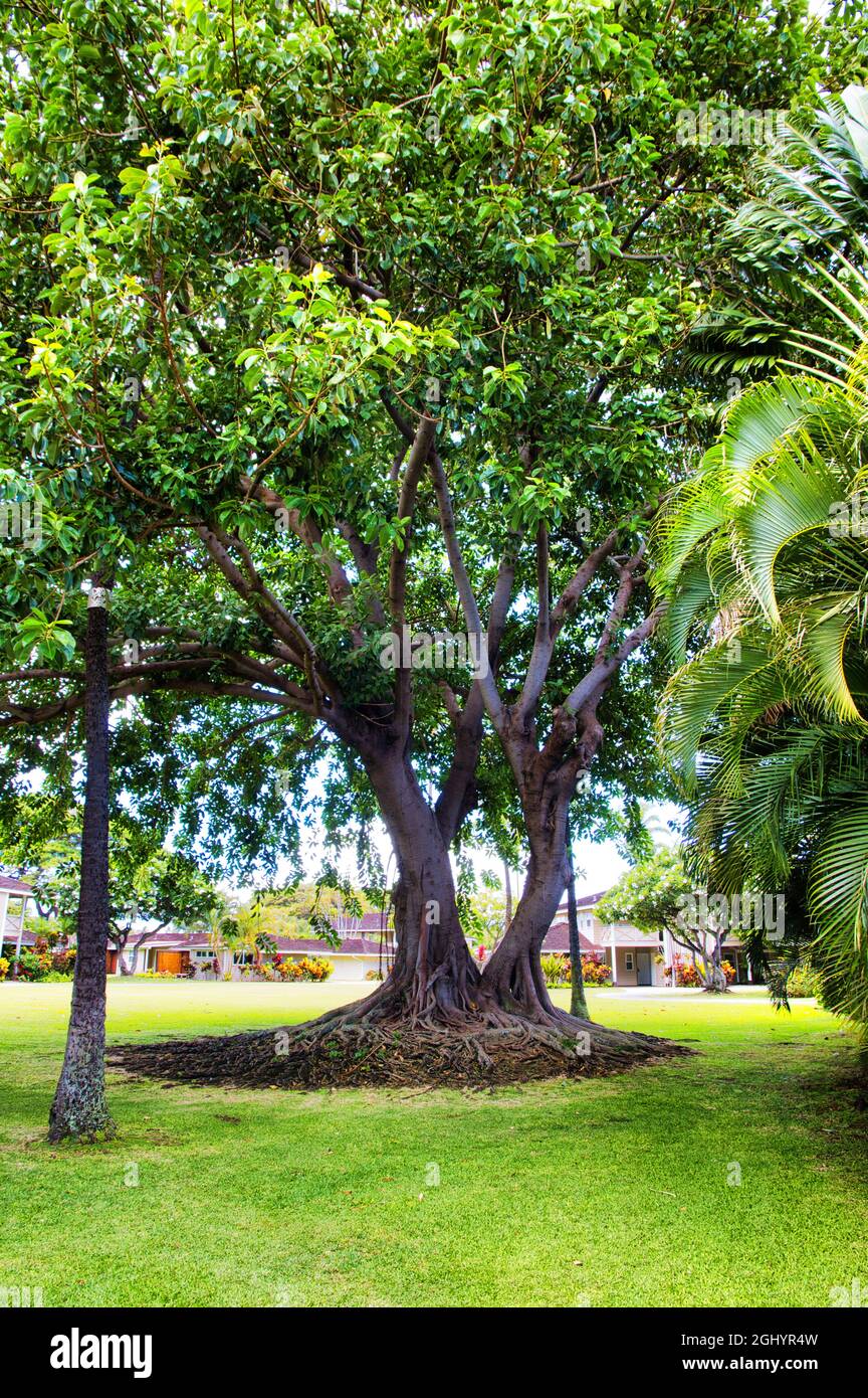 Albero banyan molto grande vecchio su Maui. Foto Stock