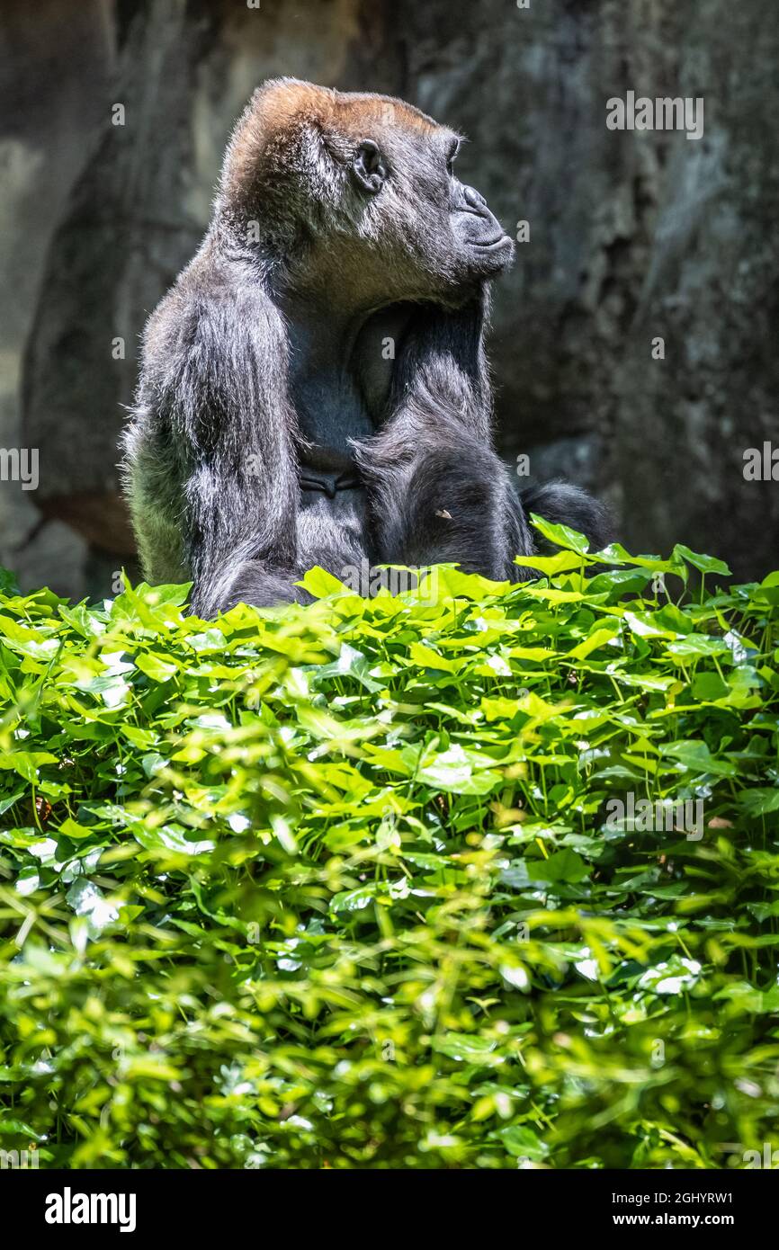 Western lowland gorilla allo Zoo Atlanta vicino al centro di Atlanta, Georgia. (STATI UNITI) Foto Stock
