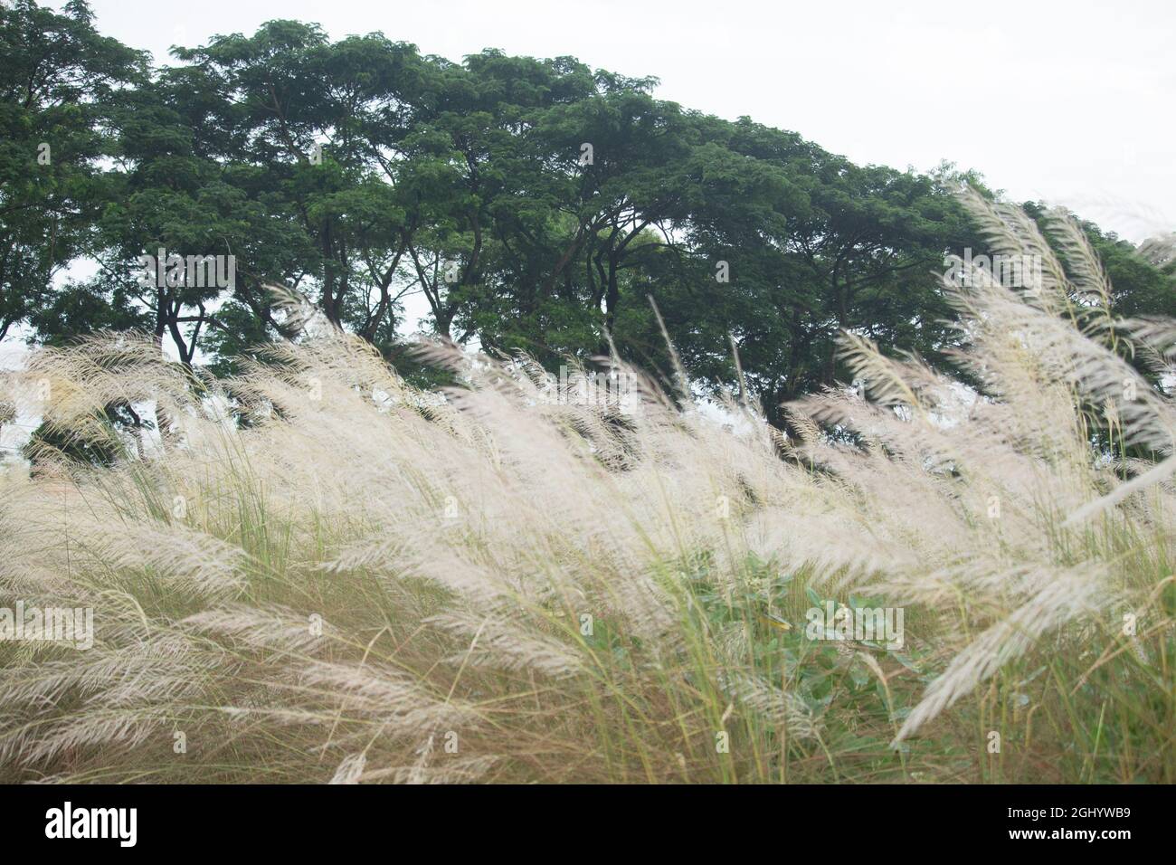 Bel giardino di anacardi nel mezzo della natura Foto Stock