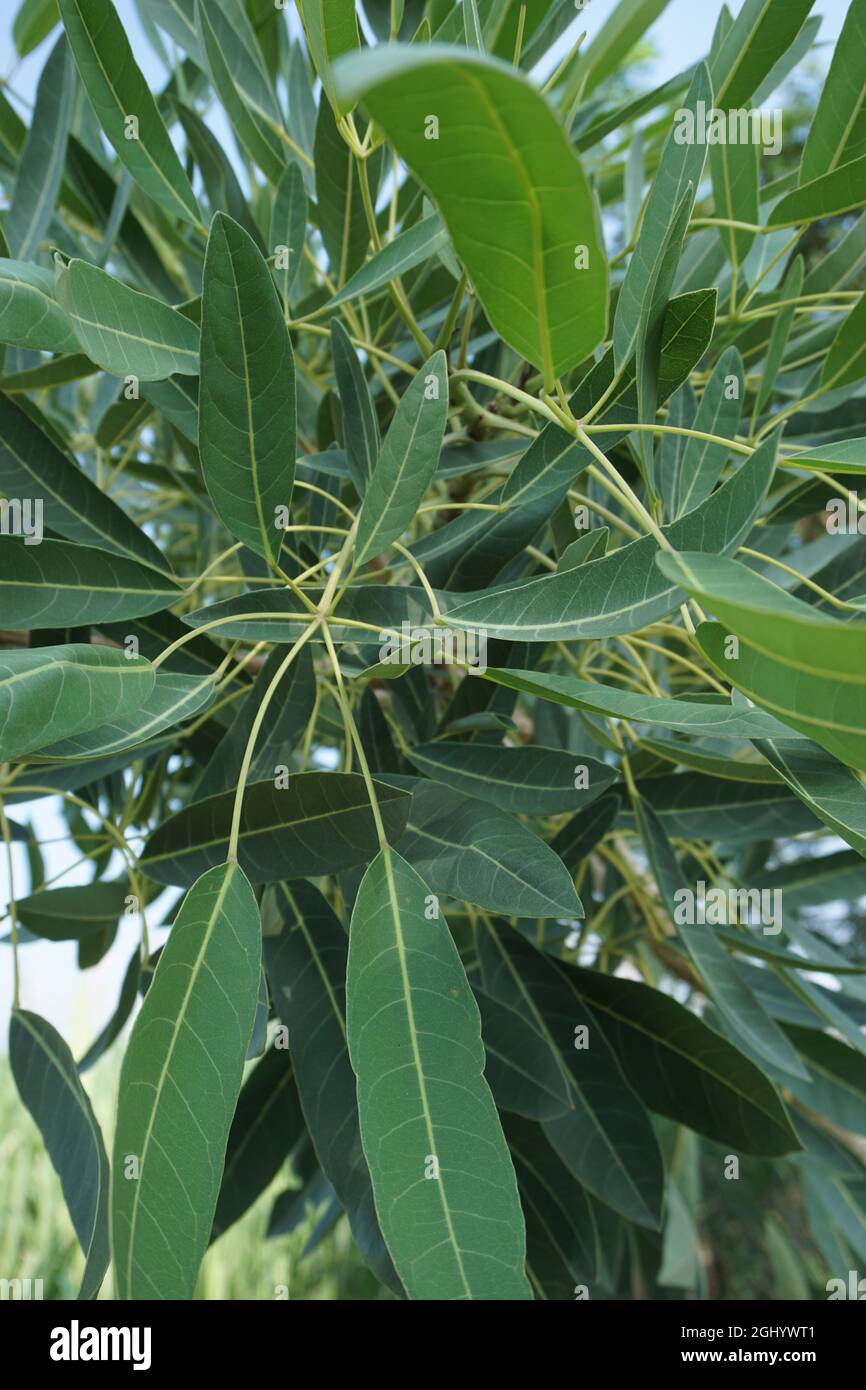 Tabebuia caraiba (Tabebuia aurea, tromba caraibica, tromba d'argento, albero d'oro) con sfondo naturale Foto Stock