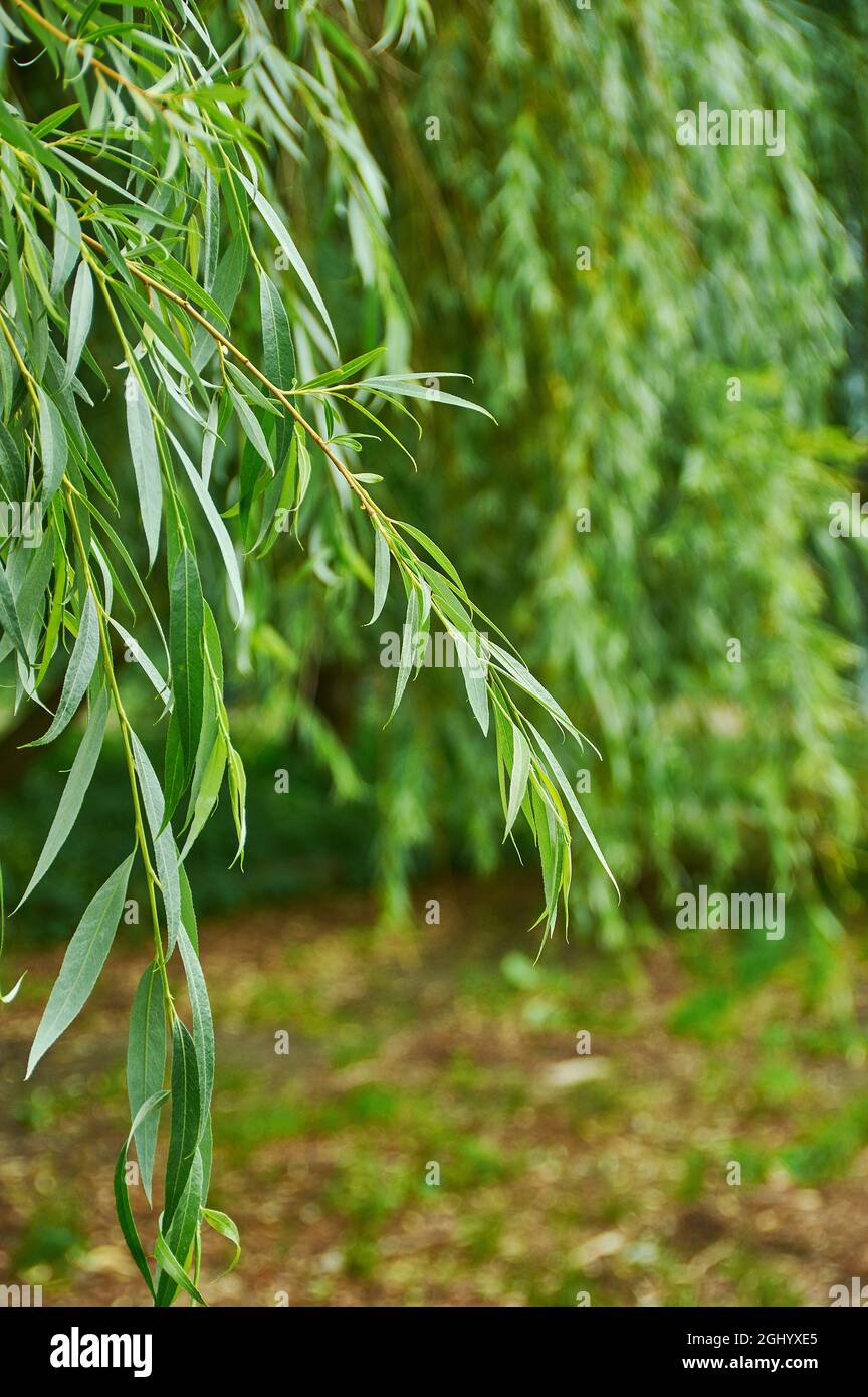 Albero di Willow, rami di salice verde con foglie di fondo Foto Stock