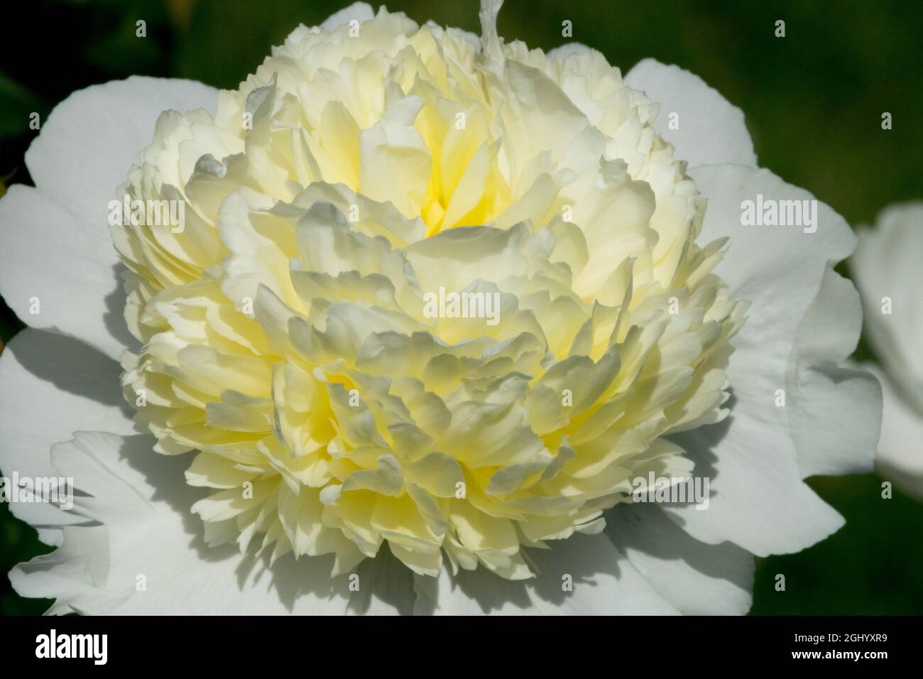 Fiore di peonia bianca 'Laura Dessert' Paeonia lactiflora bianca Foto Stock