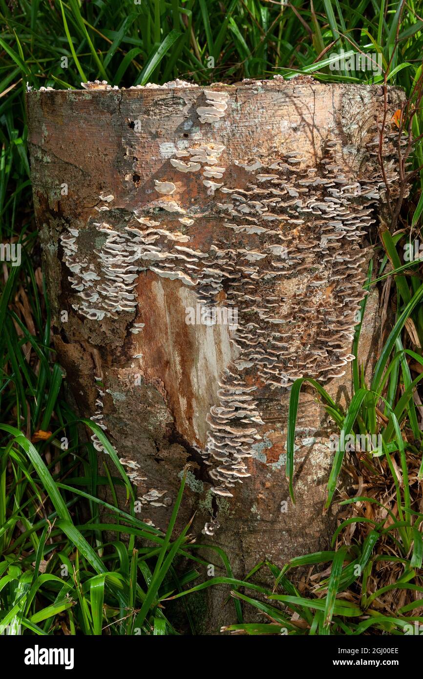 Funghi che crescono su un vecchio ceppo di albero. I funghi sono i principali decomposers nei sistemi ecologici. Foto Stock