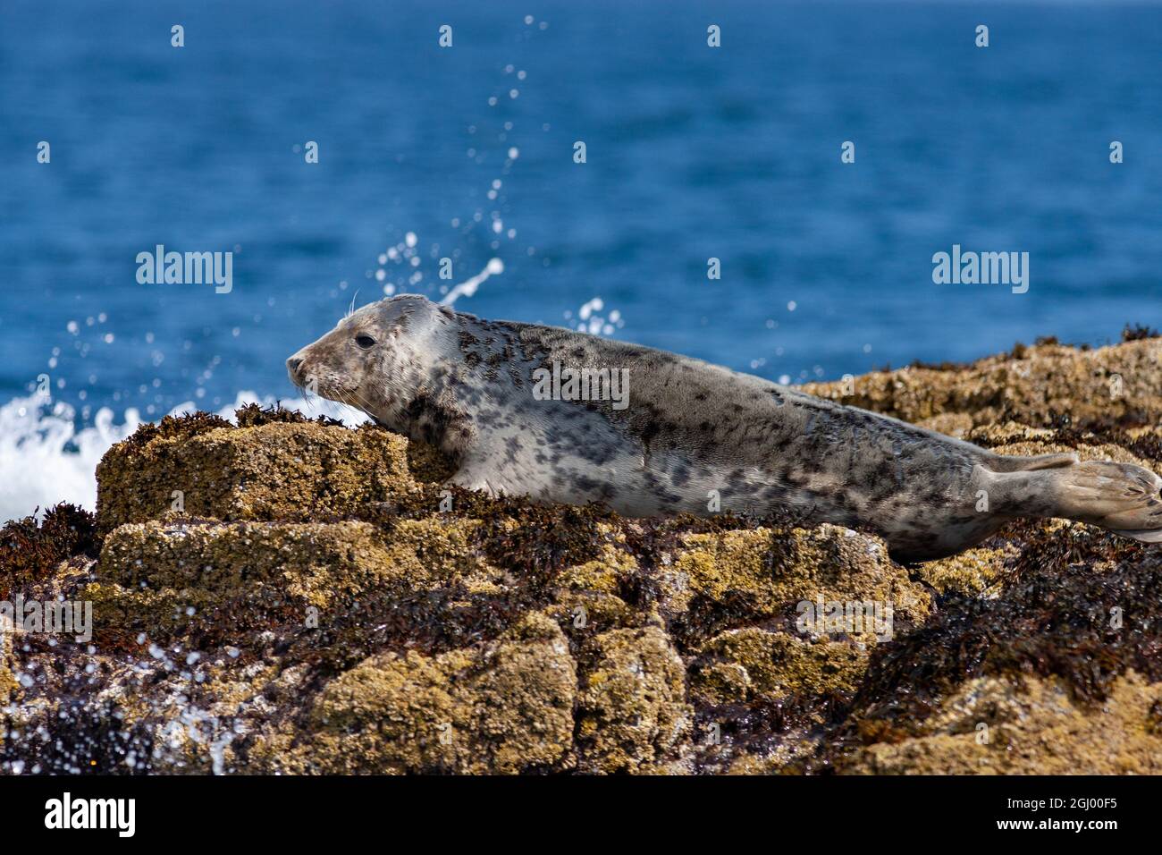 Un giovane Sigillo grigio (Halichoerus grypus atlantica) sulle rocce costiere. Questo animale è in parte attraverso la muta la sua pelliccia di cucciolone per rivelare la sua pelliccia adulta. Foto Stock