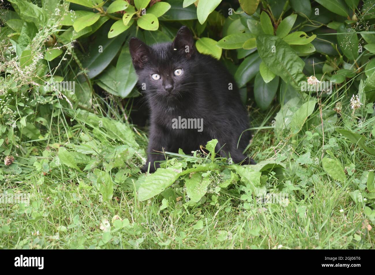 Junge Katze, Germania Foto Stock