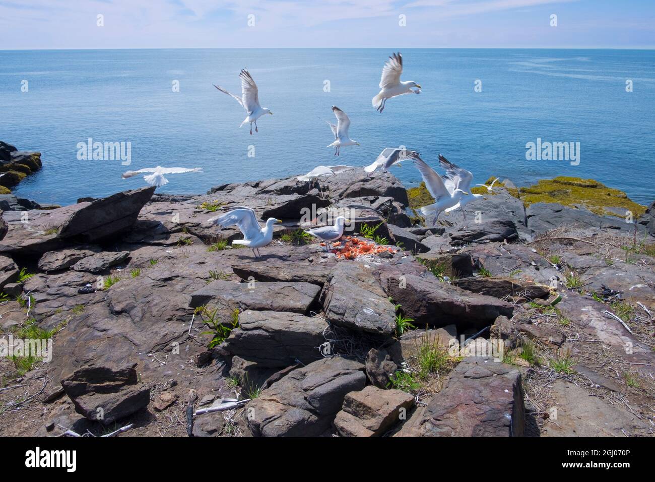 I gabbiani bianchi mangiano, raccogliendo le conchiglie di aragosta scartate sulle rocce sulla costa. A Monhegan Island nel Maine, New England. Foto Stock