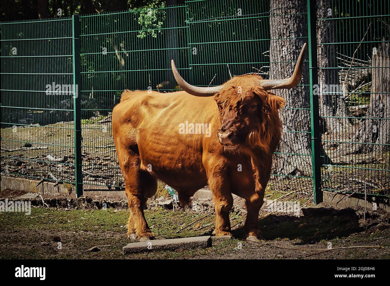 Bisonte nello zoo in uno sguardo drammatico Foto Stock