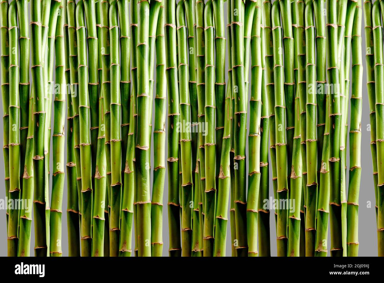 Parete di bambù verde sul retro in vista frontale Foto Stock