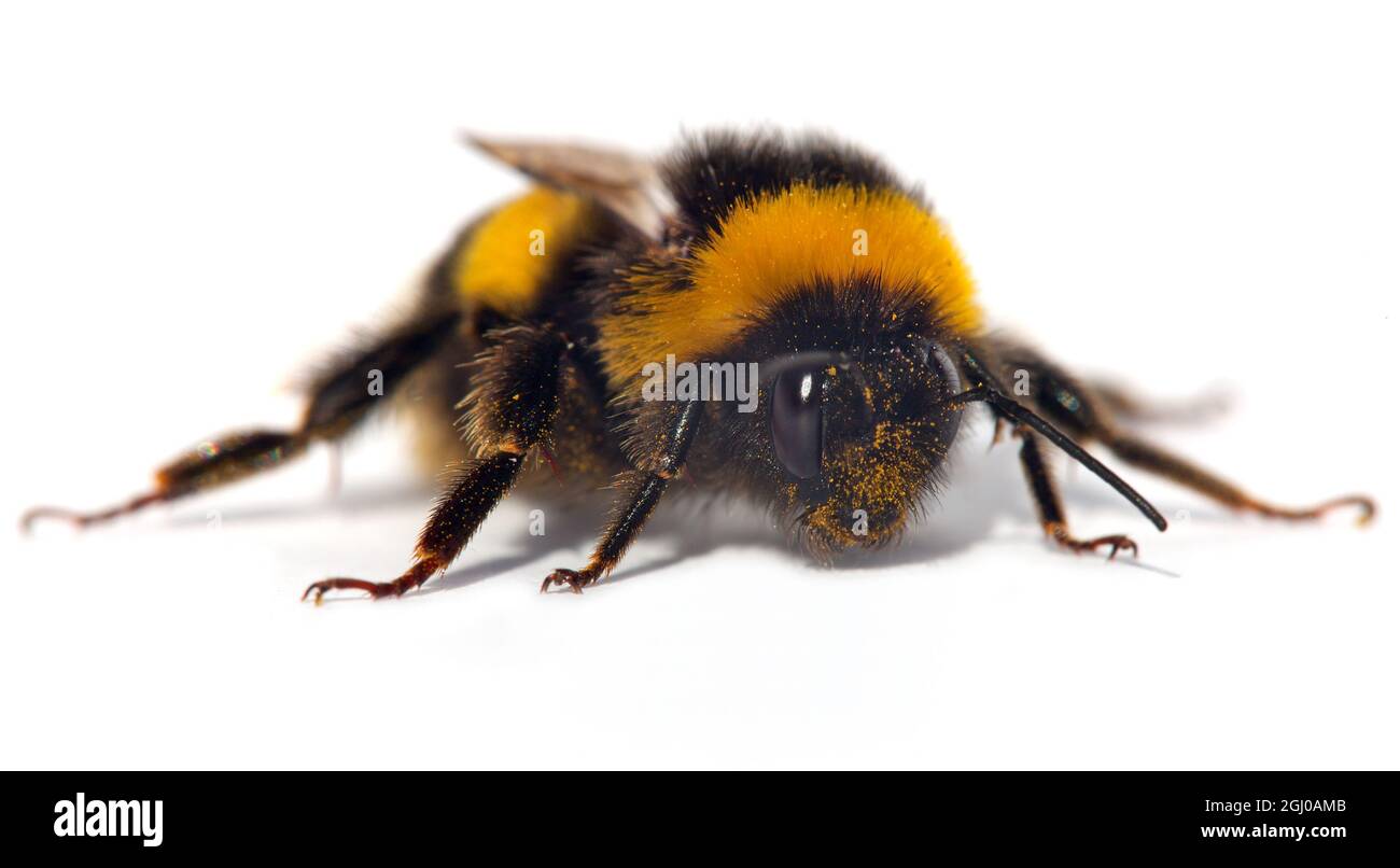 bumblebee o ape bumble isolato su sfondo bianco Foto Stock