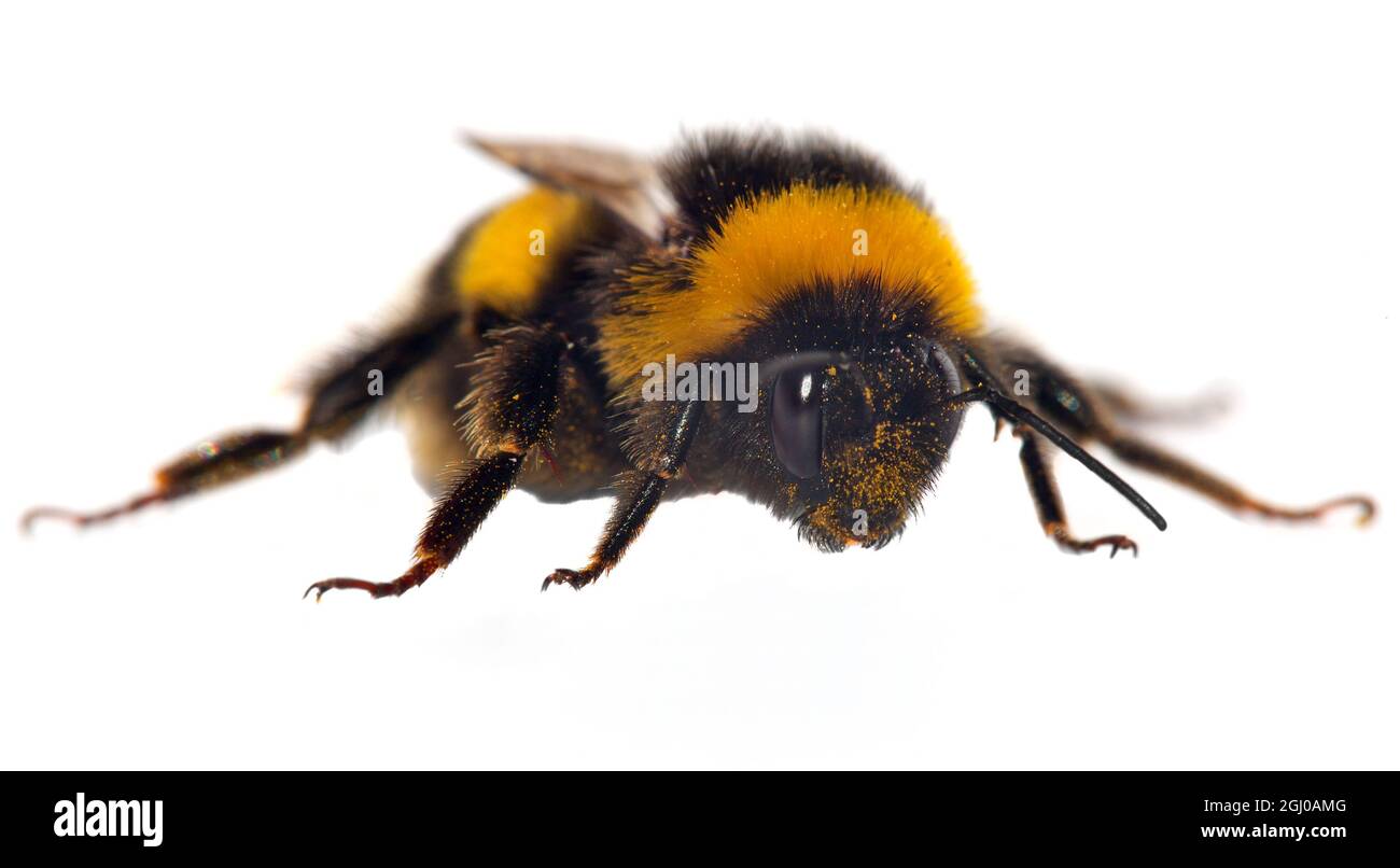 bumblebee bumble ape isolato su sfondo bianco Foto Stock