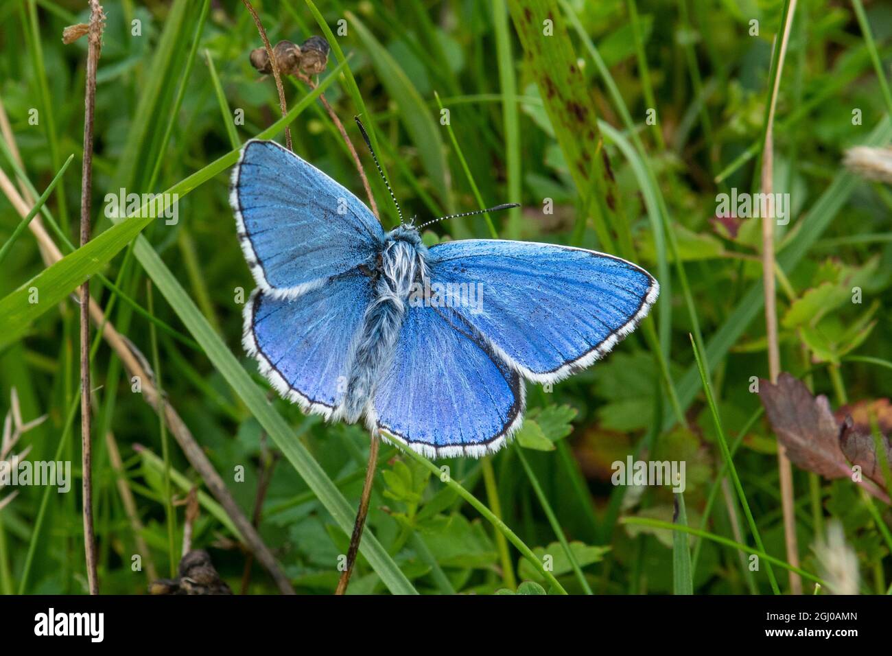 Adonis Blue Butterfly (Polyommatus bellargus), un insetto maschio fresco blu brillante sull'habitat delle praterie, Regno Unito Foto Stock