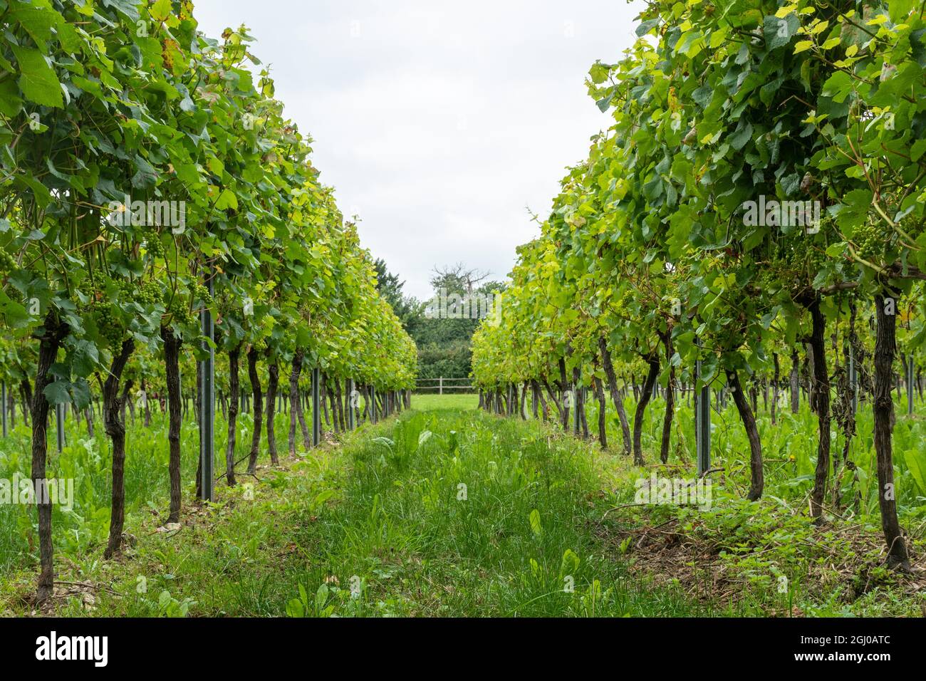 Filari di viti sul vigneto Tinwood Estate nel Sussex occidentale, Inghilterra, Regno Unito. Foto Stock