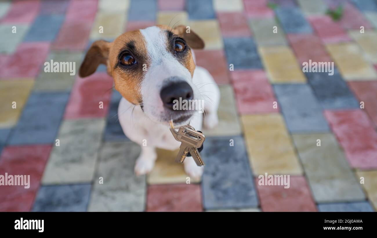 Il cane Jack Russell Terrier dà le chiavi alla casa Foto Stock