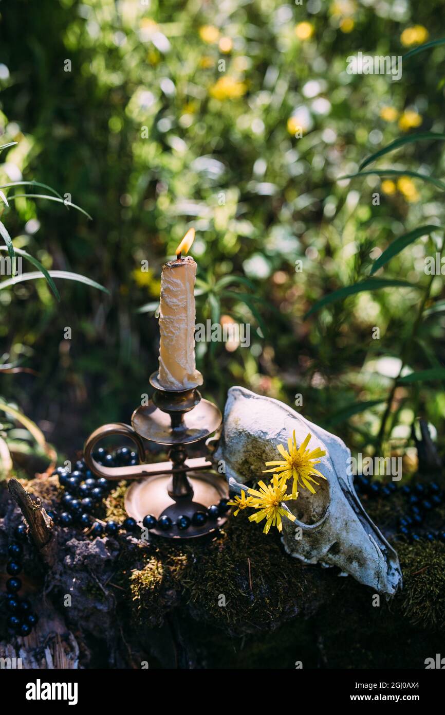 Candela bruciante e vecchio scull nella foresta incantata. Concetto occulto, esoterico Foto Stock