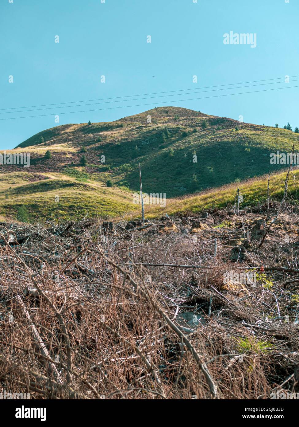 Deforestazione e gestione della foresta monocoltura nelle Highlands scozzesi del Parco nazionale di Cairngorm. Foto Stock