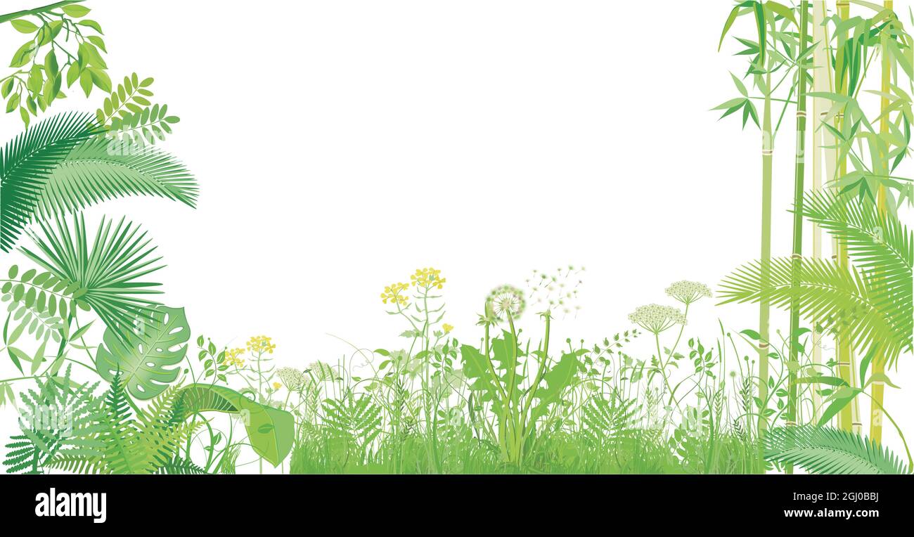 erbe verdi, piante e bambù isolato su bianco, illustrazione Illustrazione Vettoriale