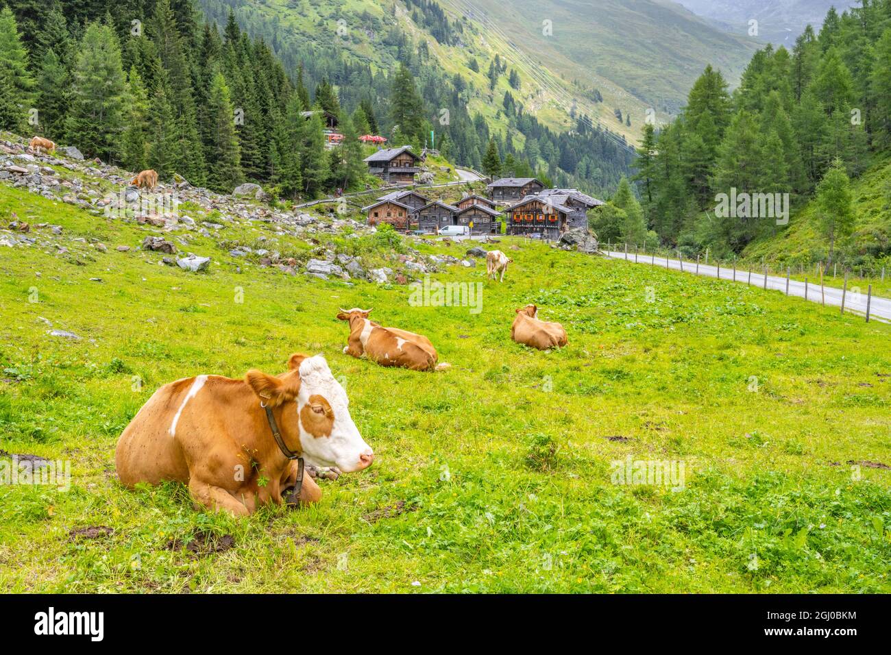 Mucche su pascolo e vecchie case rurali in legno nel villaggio di Aussergschlos, Valle di Gschlosstal nel Parco Nazionale Hohe Tauern, Tirolo Orientale, Alpi austriache Foto Stock Mucche su pascolo e vecchie case rurali in legno nel villaggio di Aussergschlos, Valle di Gschlosstal nel Parco Nazionale Hohe Tauern, Tirolo Orientale, Alpi austriache Foto Stock