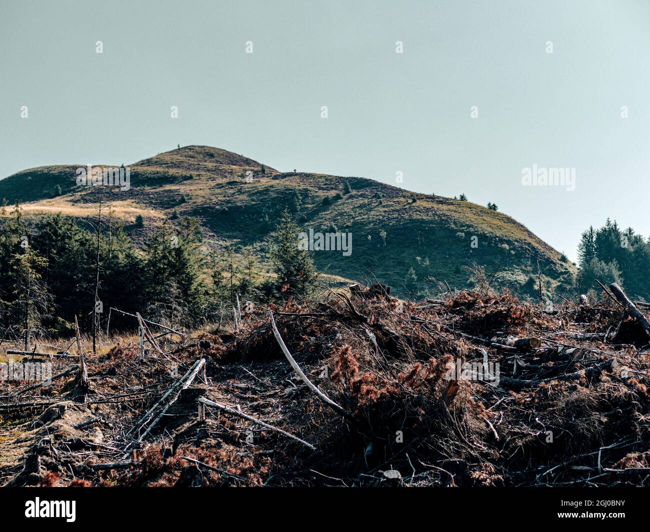 Deforestazione e gestione della foresta monocoltura nelle Highlands scozzesi del Parco nazionale di Cairngorm. Foto Stock