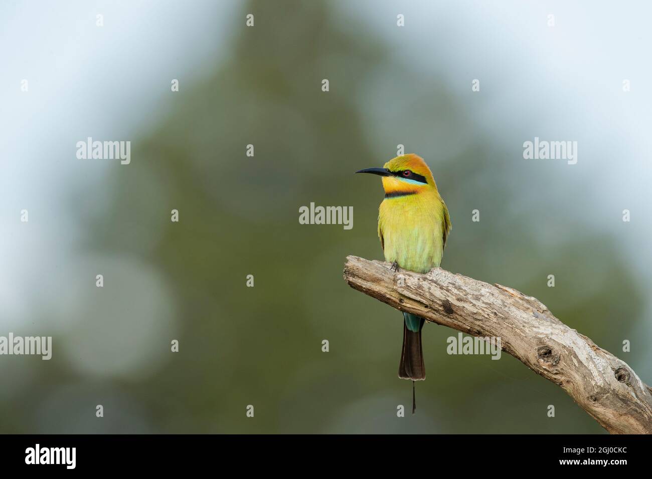 Un'Australian Rainbow Bee-eater, l'unica specie australiana di apicologene. Foto Stock