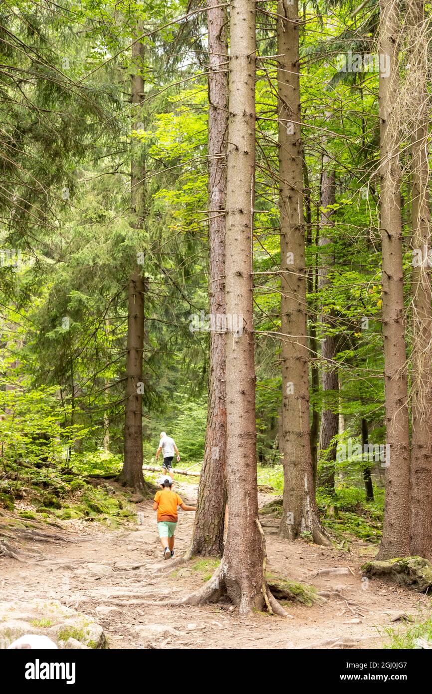 SZKLARSKA POREBA, POLONIA - 15 ago 2021: I viaggiatori che camminano su un sentiero con alti alberi in una foresta di montagna Foto Stock