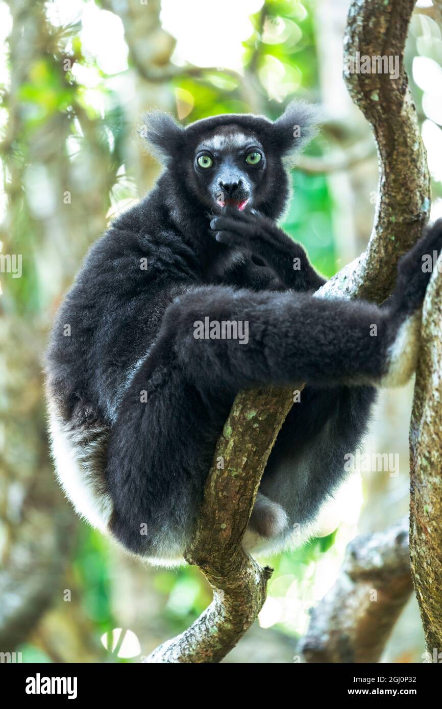 Africa, Madagascar, Lago Ampitabe, riserva di Akanin'ny nofy. Indri, il più grande lemure seduto su una vite gemellare. Questa persona ha un rivestimento più scuro di Foto Stock
