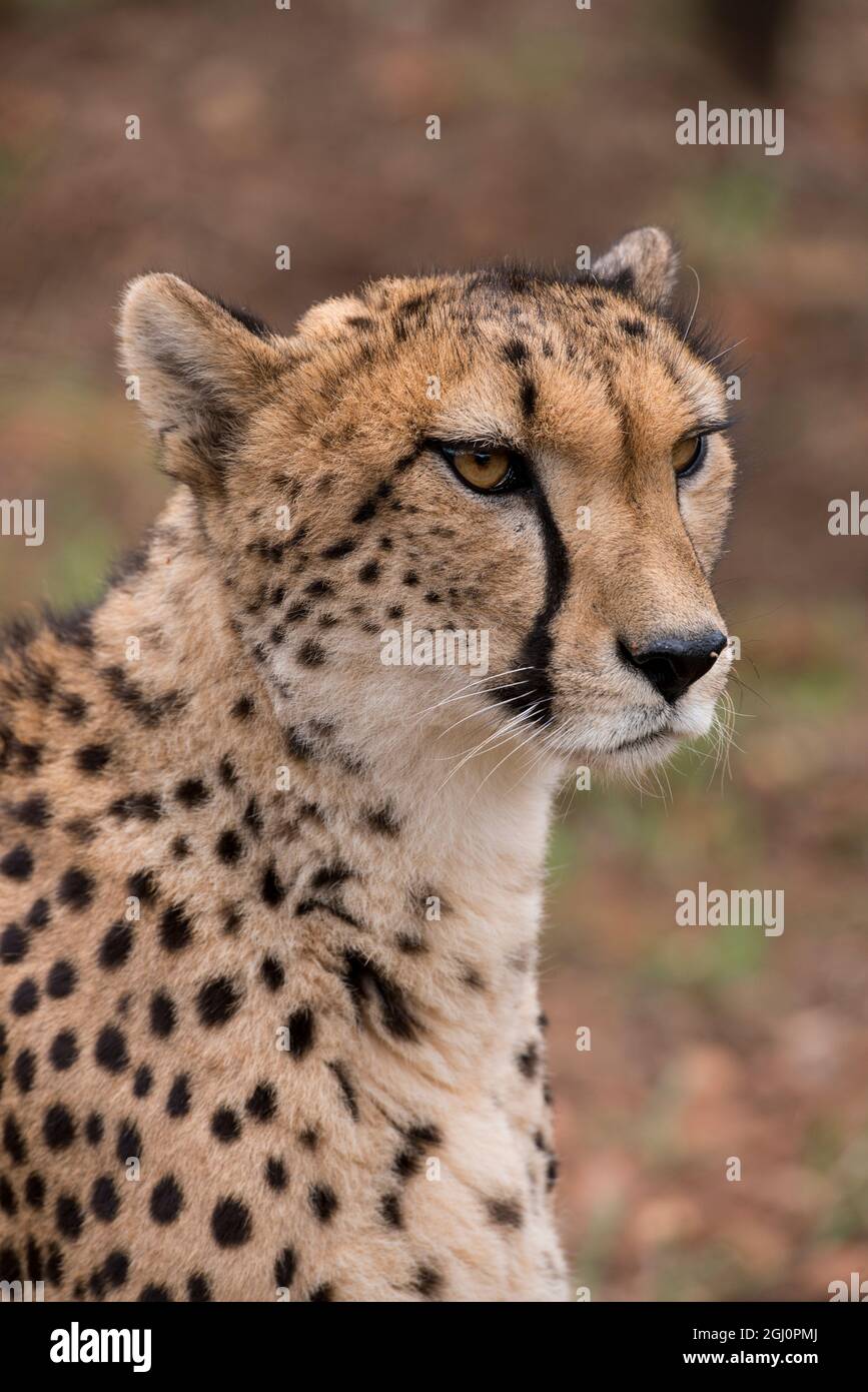 Sudafrica, Pretoria, De Wildt Shingwedzi Cheetah & Wildlife Preserve & Ann van Dyk Cheetah Center. Cheetah (Captive, in lista a rischio, Acinonyx j Foto Stock