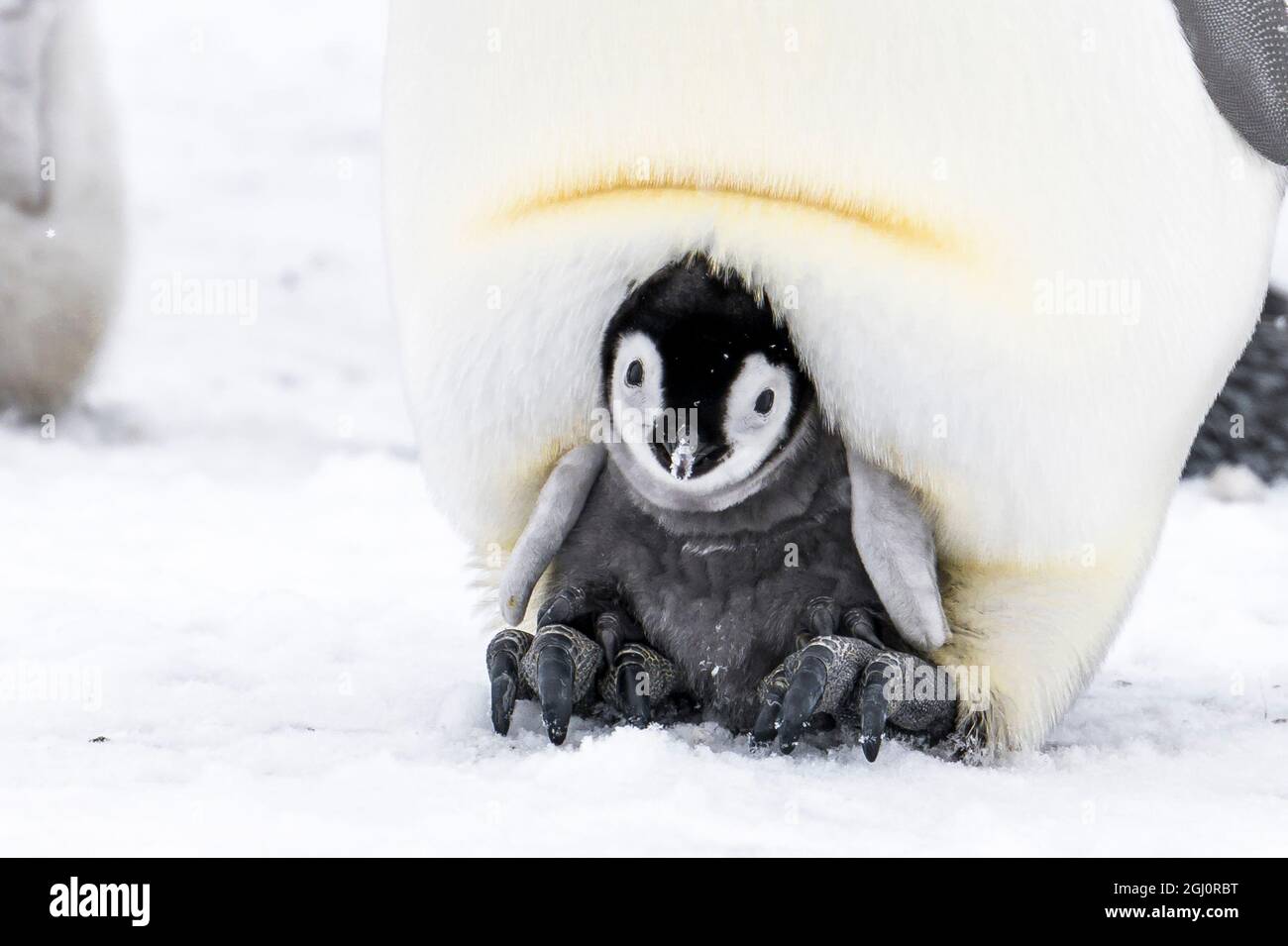 Snow Hill Island, Antartide. Pinguino imperatore pulcino sui piedi del genitore nascosto calorosamente in tasca di covata. Foto Stock