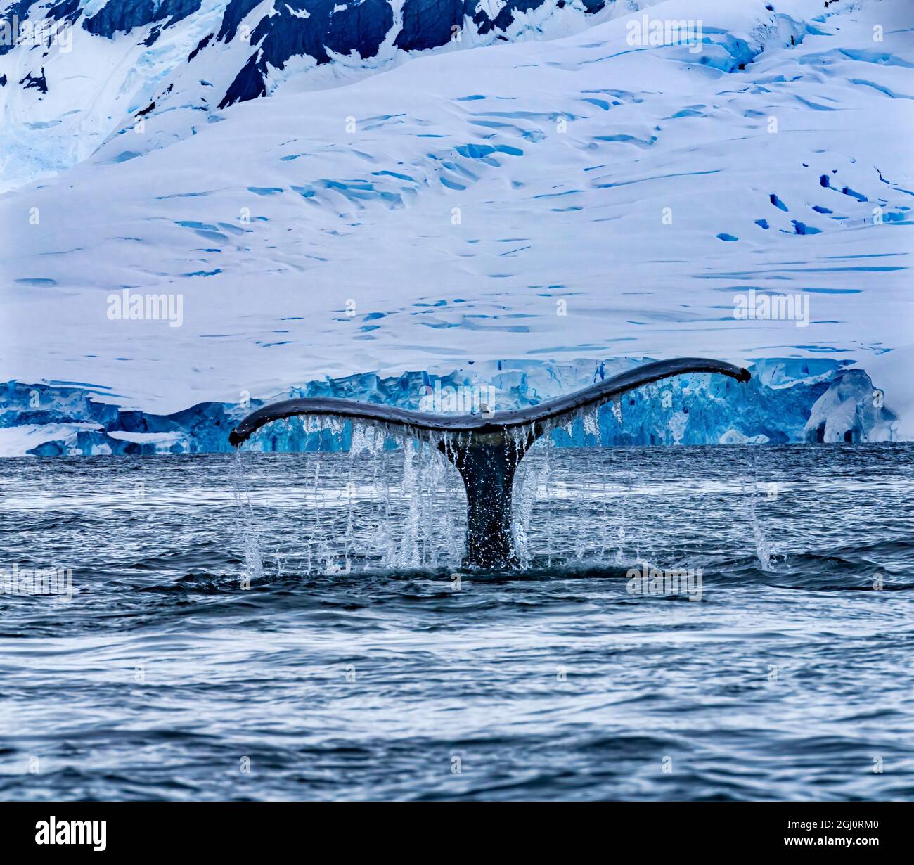 Humpback Baleen coda di balena Chasing blu Krill Charlotte Bay, Antartide Foto Stock