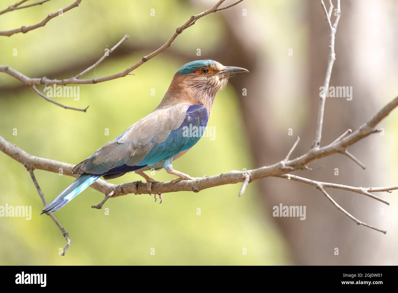 India, Madhya Pradesh, Bandhavgarh National Park. Ritratto di un rullo indiano. Foto Stock