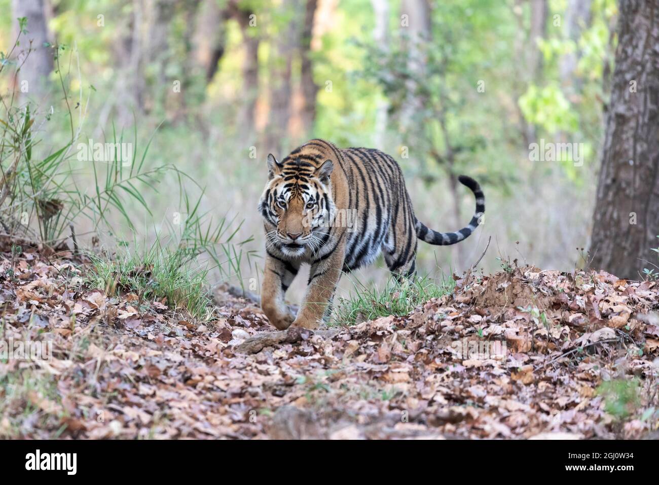 India, Madhya Pradesh, Parco Nazionale di Kanha. Una giovane tigre del Bengala maschio esce dalla foresta. Foto Stock