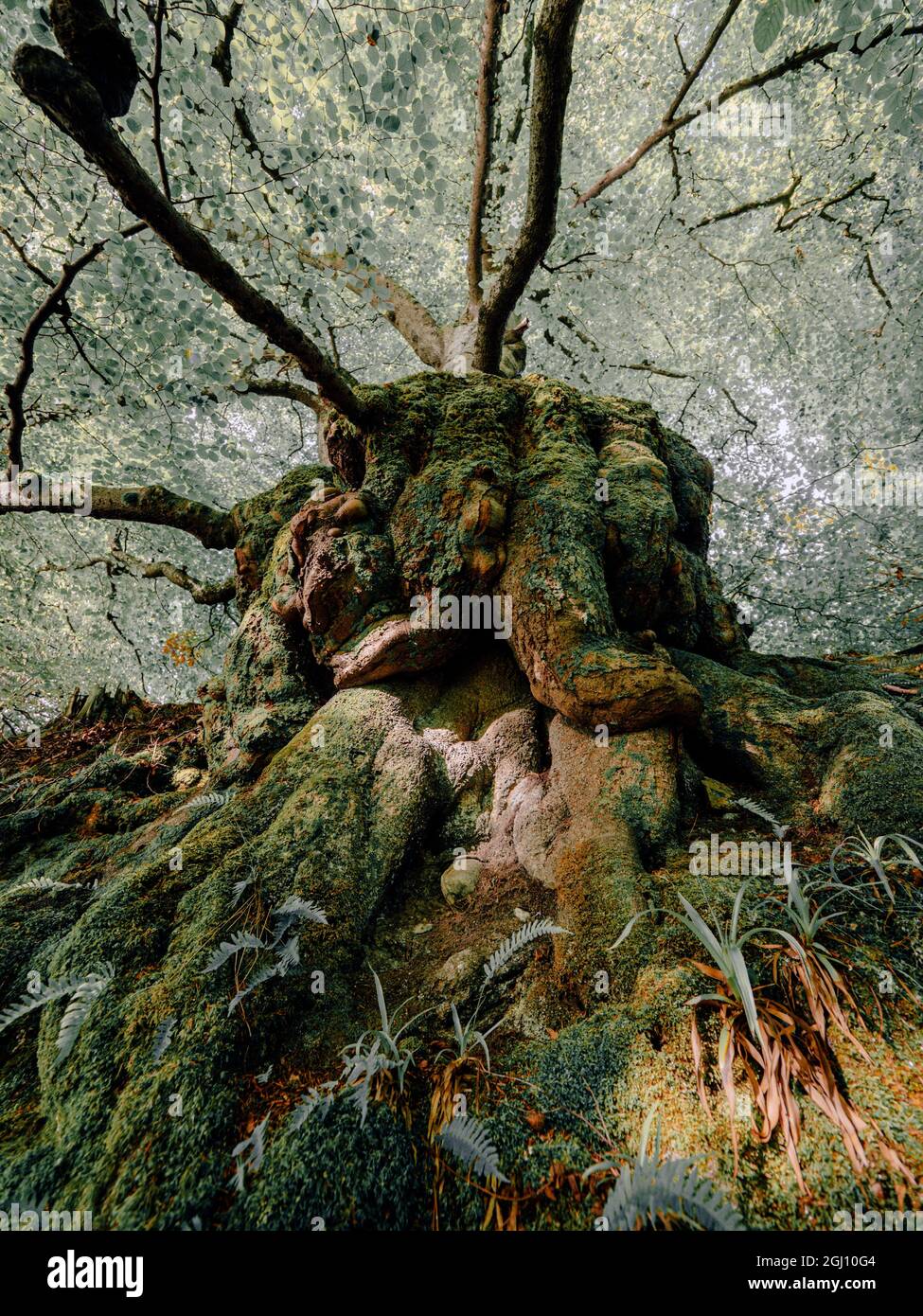 I mistici sentieri della foresta e il muschio copriva gli alberi in una lussureggiante foresta nel parco nazionale di cairngorms delle Highlands scozzesi Foto Stock