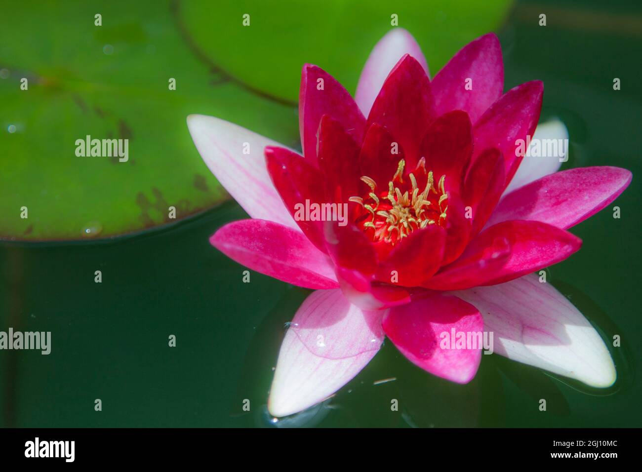 Ninfea fiore giglio d'acqua, Sydney, Australia. Foto Stock